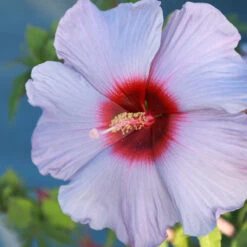 Summer Spice® Hardy Hibiscus Bleu Brulee™ 6 Summer Spice® Hardy Hibiscus Bleu Brulee™ -Arbor Day Foundation Store Bleu Brulee Hibiscus 1