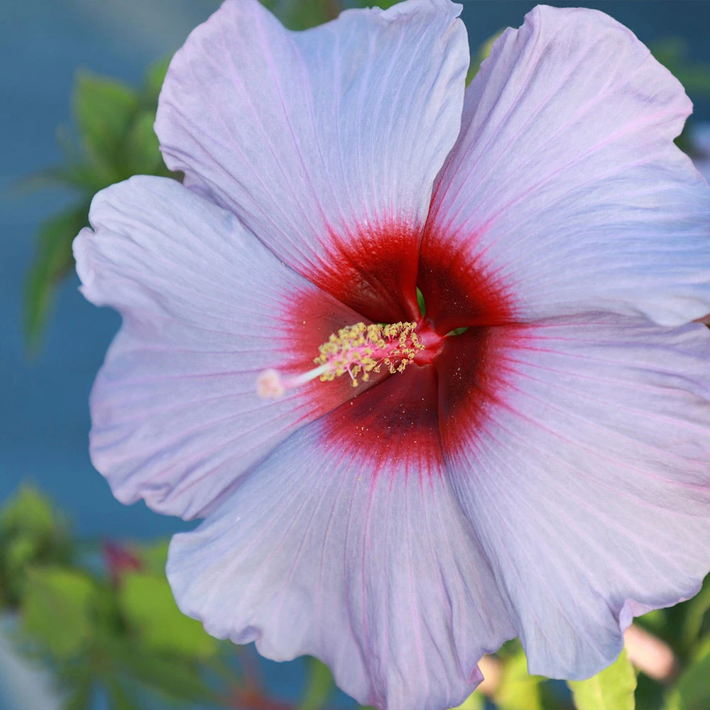 Summer Spice® Hardy Hibiscus Bleu Brulee™ 4 Summer Spice® Hardy Hibiscus Bleu Brulee™ - Image 3