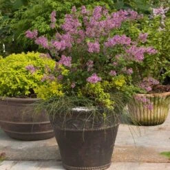 Bloomerang® Lilac Shrub -Arbor Day Foundation Store Bloomerang Lilac Shrub 1