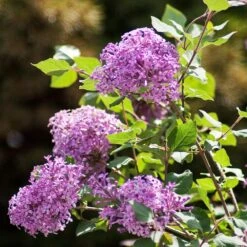 Bloomerang® Lilac Shrub -Arbor Day Foundation Store Bloomerang Lilac Shrub 2