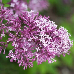 Bloomerang® Lilac Shrub -Arbor Day Foundation Store Bloomerang Lilac Shrub 5 FGT