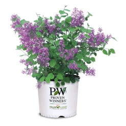 Bloomerang® Lilac Shrub -Arbor Day Foundation Store Bloomerang Lilac Shrub 7 3G