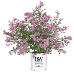 Bloomerang® Lilac Shrub -Arbor Day Foundation Store Bloomerang Lilac Shrub 8 5G