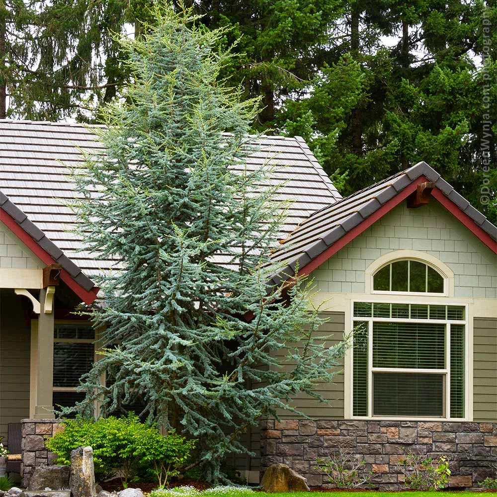 Blue Atlas Cedar Tree 4 Blue Atlas Cedar Tree - Image 2