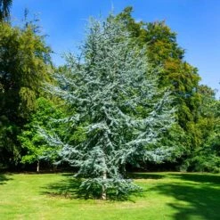 Blue Atlas Cedar Tree 7 Blue Atlas Cedar Tree -Arbor Day Foundation Store Blue Atlas Cedar 2