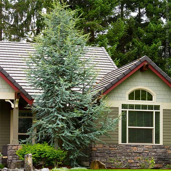 Blue Atlas Cedar Tree 3 Blue Atlas Cedar Tree