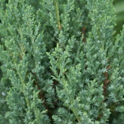 Blue Point Juniper -Arbor Day Foundation Store Blue Point Juniper 3