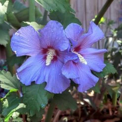 Azurri Blue Satin® Rose Of Sharon Althea Tree -Arbor Day Foundation Store Blue Satin Rose Of Sharon Tree 2