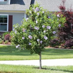 Azurri Blue Satin® Rose Of Sharon Althea Tree -Arbor Day Foundation Store Blue Satin Rose Of Sharon Tree 3 44946843 a3ea 4054 b02e a6db3052ceb9