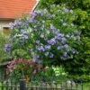 Azurri Blue Satin® Rose Of Sharon Althea Tree -Arbor Day Foundation Store Blue Satin Rose Of Sharon Tree 600x600 60de359b badf 4160 8f5d 202267acab41