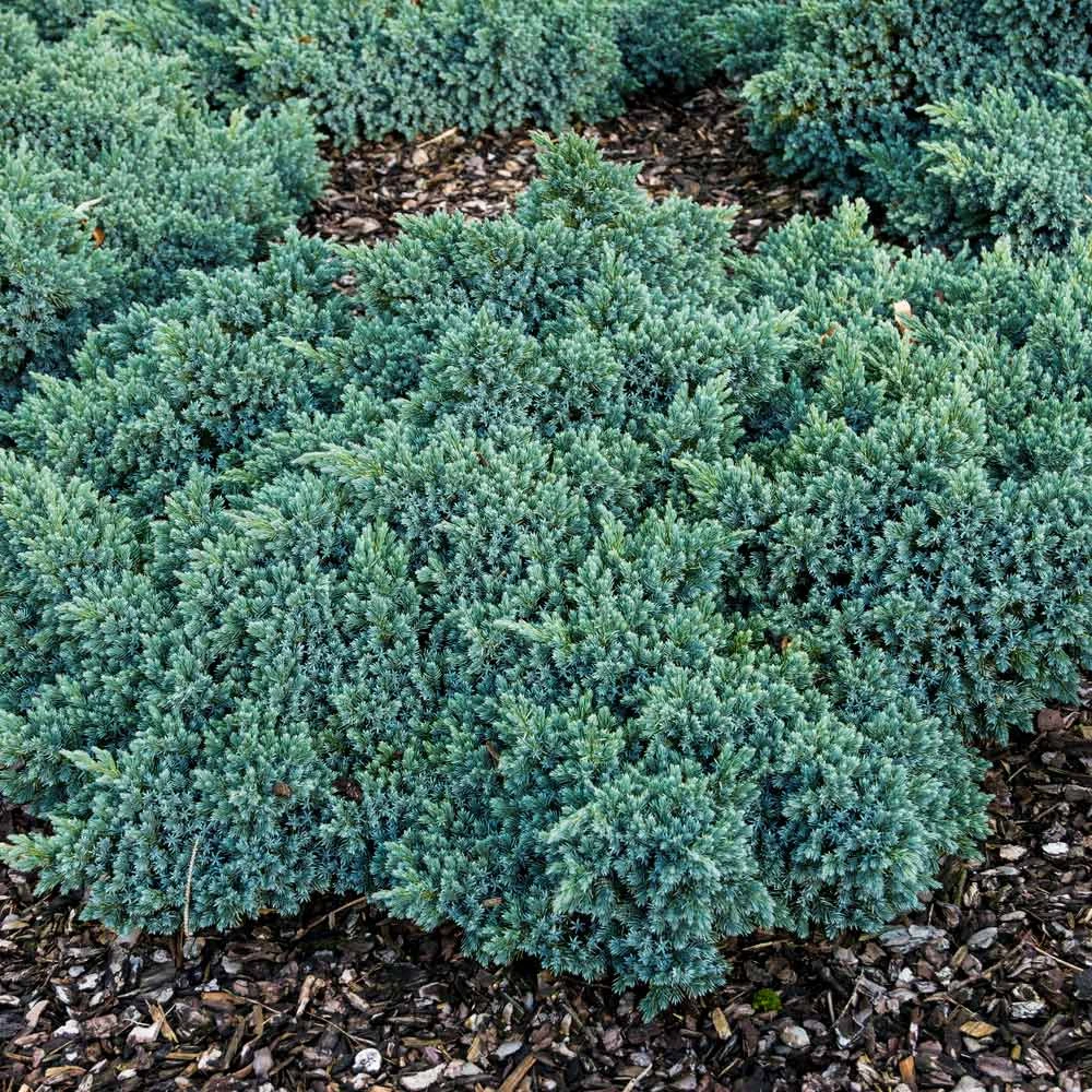 Blue Star Juniper Shrub 7 Blue Star Juniper Shrub - Image 5