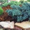 Blue Star Juniper Shrub -Arbor Day Foundation Store Blue Star Juniper FGT 600x600 39395957 12cd 4367 9266 50e38577f69d