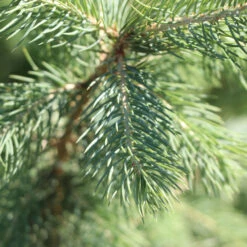 Blue Wonder Spruce Tree 9 Blue Wonder Spruce Tree -Arbor Day Foundation Store Blue Wonder Spruce 3 FGT