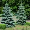 Blue Wonder Spruce Tree -Arbor Day Foundation Store Blue Wonder Spruce 600x600 26193ce5 cb4c 4e46 8366 037a0a8f601d