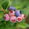 3-in-1 Blueberry Bush 1 3-in-1 Blueberry Bush -Arbor Day Foundation Store Blueberry 3in1 600x600 1aa08fd7 bd51 41f6 bac0 a9579467c982