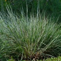 Blues Little Bluestem Grass -Arbor Day Foundation Store Bluestem Grass The Blues 4