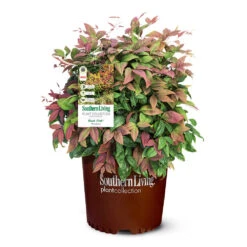 Blush Pink™ Nandina Shrub -Arbor Day Foundation Store Blush Pink Nandina 6