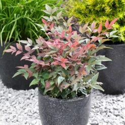 Blush Pink™ Nandina Shrub -Arbor Day Foundation Store Blush Pink Nandina FGT 5