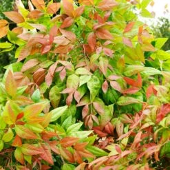 Blush Pink™ Nandina Shrub -Arbor Day Foundation Store Blush Pink Nandina FGT 6