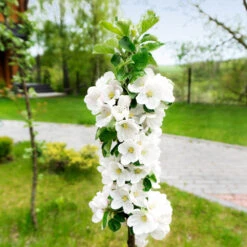 Blushing Delight™ Columnar Apple Tree -Arbor Day Foundation Store Blushing Delight Columnar Apple 3