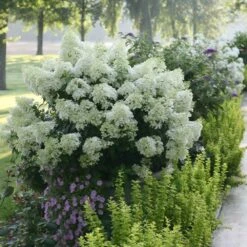 Bobo® Hydrangea Shrub -Arbor Day Foundation Store Bobo Hyrangea 2 FGT