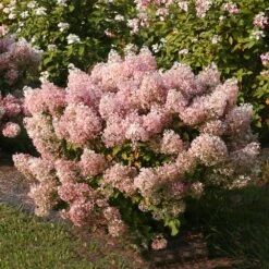 Bobo® Hydrangea Shrub -Arbor Day Foundation Store Bobo Hyrangea 4 FGT