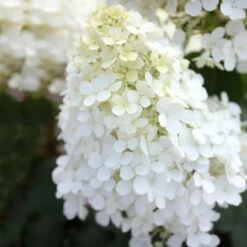 Bobo® Hydrangea Shrub -Arbor Day Foundation Store Bobo Hyrangea 5