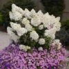 Bobo® Hydrangea Shrub -Arbor Day Foundation Store Bobo Hyrangea FGT 600x600 a1117035 708e 4496 a466 af90cb6dead9