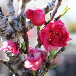 Bonanza Patio Peach Tree -Arbor Day Foundation Store Bonanza Peach tree 4 FGT