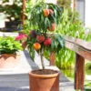 Bonanza Patio Peach Tree -Arbor Day Foundation Store Bonanza Peach tree FGT 600x600 83c19420 6371 443a 8b39 ed964c3d6525