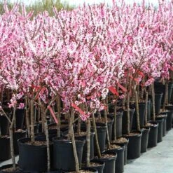 Bonfire Patio Peach Tree -Arbor Day Foundation Store Bonfire Peach 4