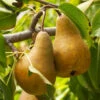 Bosc Pear Tree -Arbor Day Foundation Store Bosc pears 600x600 FGT f3cdc24f 4ee7 4db4 8f17 fc904cf59cd5