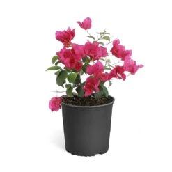 Barbara Karst Bougainvillea -Arbor Day Foundation Store Bougainvillea Barbera Karst 6inch 68480f0d df5e 4cb0 b8d1 912b64b1b5ce