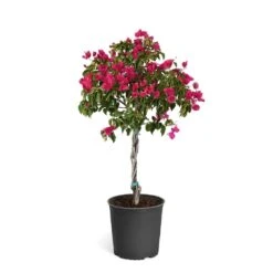 Barbara Karst Bougainvillea -Arbor Day Foundation Store Bougainvillea Barbera Karst Tree 46e6ff16 c20a 427c 82cd c6d7d103fd68