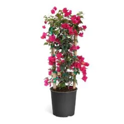 Barbara Karst Bougainvillea -Arbor Day Foundation Store Bougainvillea Barbera Karst Trellis c50b3fdc 836a 4431 b642 46324d3f2616