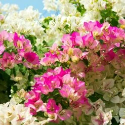 Bi-Color Bougainvillea Tree 7 Bi-Color Bougainvillea Tree -Arbor Day Foundation Store Bougainvillea Braided 1