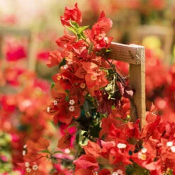 Sundown Orange Bougainvillea -Arbor Day Foundation Store Bougainvillea Sundown 2 FGT