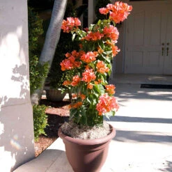 Sundown Orange Bougainvillea -Arbor Day Foundation Store Bougainvillea Sundown 4