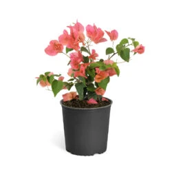 Sundown Orange Bougainvillea -Arbor Day Foundation Store Bougainvillea Sundown 6qt