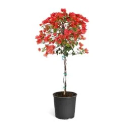 Sundown Orange Bougainvillea -Arbor Day Foundation Store Bougainvillea Sundown tree 4d36b09e a452 4d99 925a 39b7e18e729a