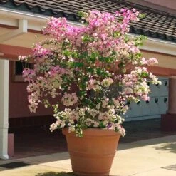 Thai Delight Bougainvillea -Arbor Day Foundation Store Bougainvillea Thai 3