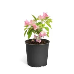 Thai Delight Bougainvillea -Arbor Day Foundation Store Bougainvillea Thai 6inch 2b64339f 3e7d 4698 81c3 7b79fad40cd5
