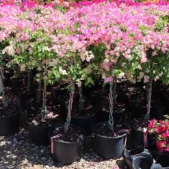 Thai Delight Bougainvillea -Arbor Day Foundation Store Bougainvillea Thai 7