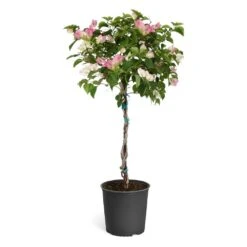 Thai Delight Bougainvillea -Arbor Day Foundation Store Bougainvillea Thai tree