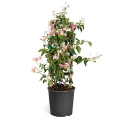 Thai Delight Bougainvillea -Arbor Day Foundation Store Bougainvillea Thai trellis