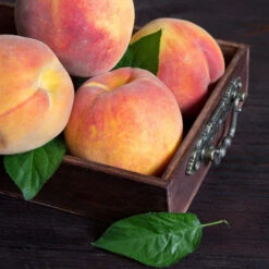 Bounty Peach Tree -Arbor Day Foundation Store Bounty Peach 3