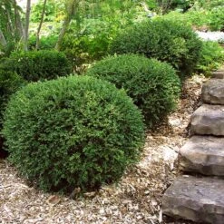 Wintergreen Boxwood Shrub -Arbor Day Foundation Store Boxwood Wintergreen 2