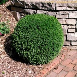 Wintergreen Boxwood Shrub -Arbor Day Foundation Store Boxwood Wintergreen 3