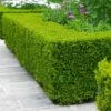 Wintergreen Boxwood Shrub -Arbor Day Foundation Store Boxwood Wintergreen FGT 600x600 10158886 b792 4bb8 b281 b08950f0913a