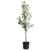 Braeburn & Gala Twisted Apple Tree -Arbor Day Foundation Store Braeburn Gala Twisted Apple Tree 600x600 68b45608 86c4 45df a88d 1630d60d164f
